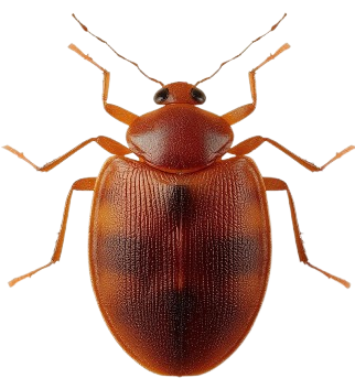 Bed bug