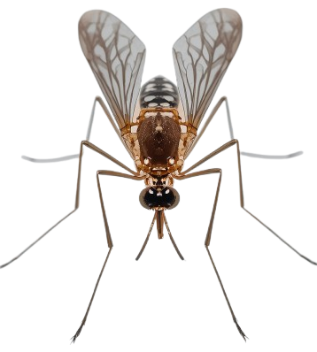 Mosquito